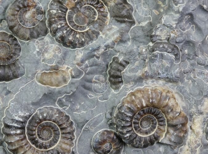 Ammonite (Promicroceras) Cluster - Somerset, England #63498